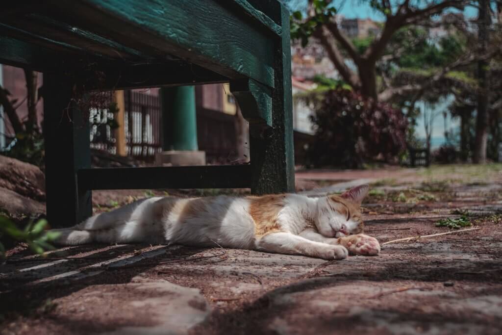 Cat lying under bench in summer