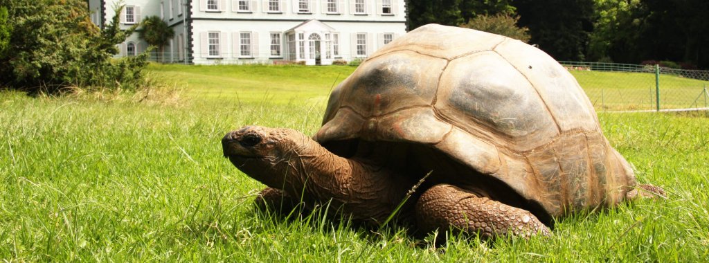 Jonathan giant tortoise at Plantation House St Helena Island