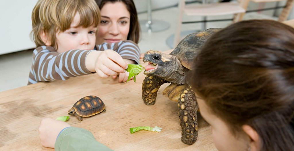 A child feeding lettuce to a tortoise