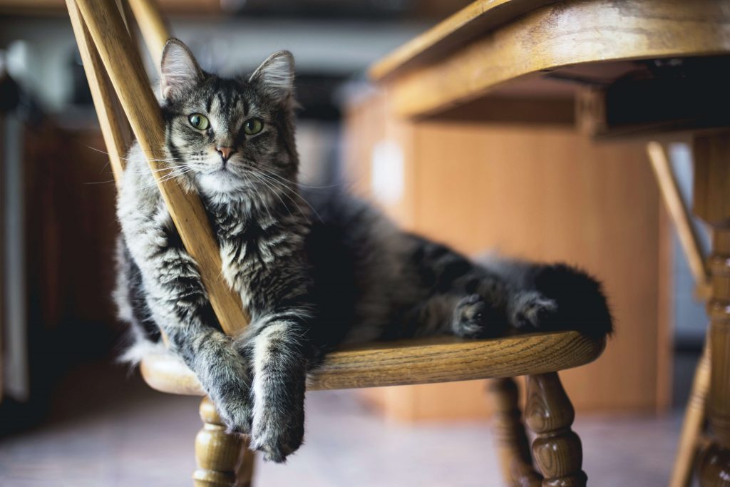 A cat sitting on a chair