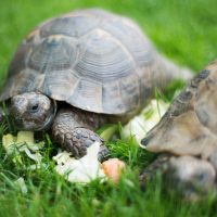 Tortoise on grass
