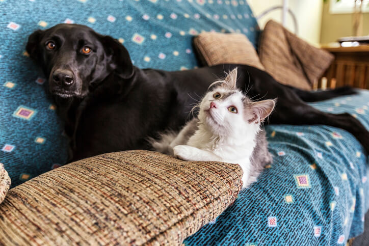 Pet-n-Sur - Dogs and cats being friends
